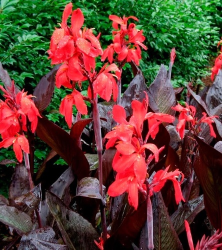 Canna - Kanna Paciorecznik Red Velvet 1 szt.