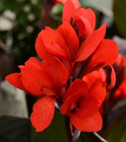 Canna - Kanna Paciorecznik Shining Scarlet 1 szt.