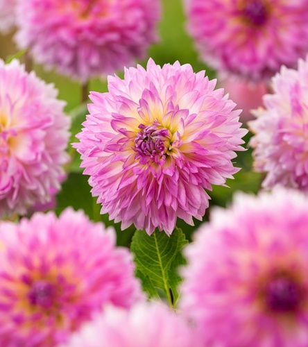 Dahlia - Dalia Strzępiasta Sakura Fubuki 1 szt.