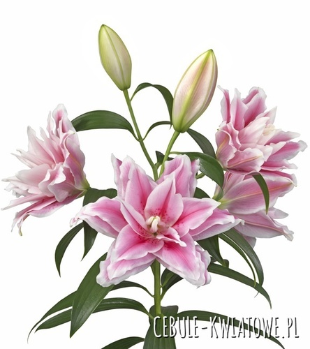 Lilium - Lilia Pełna Różana Roselily Lucia 1 szt.