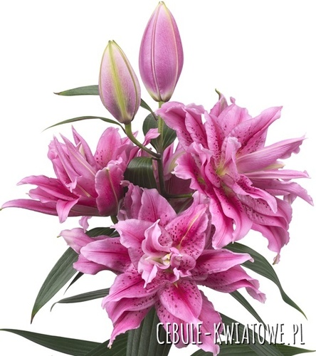 Lilium - Lilia Pełna Różana Roselily Thalissa 1 szt.