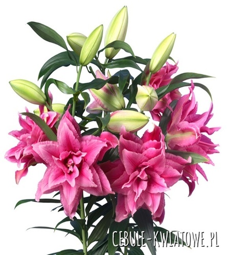 Lilium - Lilia Pełna Różana Roselily Esra 1 szt.