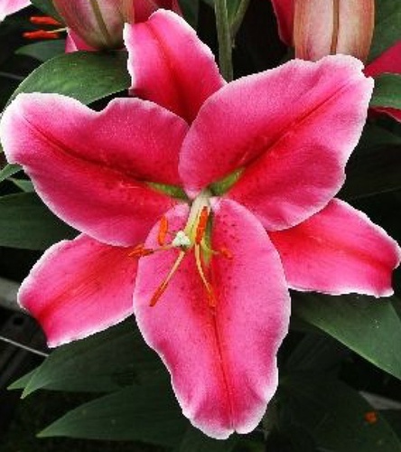 Lilium - Lilia Orientalna Cherry Baby 1 szt.