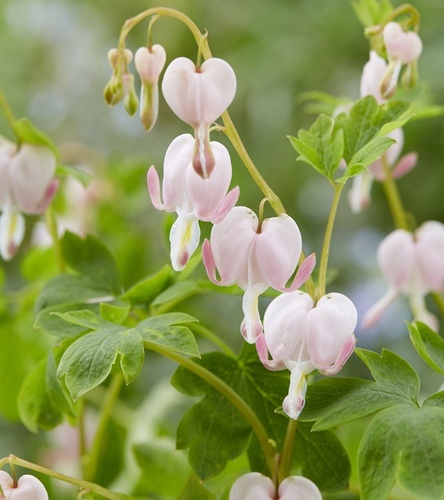 Dicentra Spectabilis - Serduszka Okazałe Cupid 1 szt.