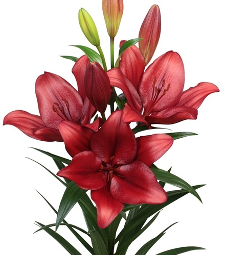 Lilium - Lilia Azjatycka Vuelta 1 szt.