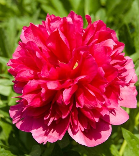Paeonia - Piwonia Many Happy Returns 1 szt.