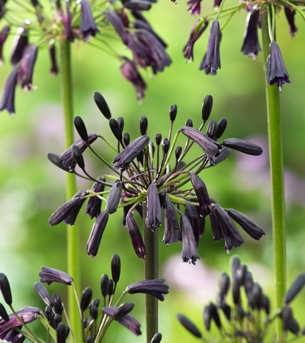 Agapanthus - Agapant Back in Black 1 szt.