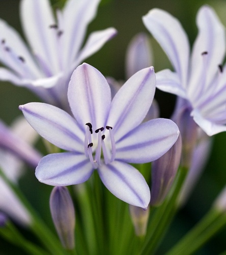 Agapanthus - Agapant Silberpfeil 1 szt.