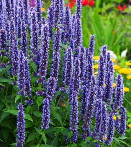Agastache - Kłosowiec Blue Fortune 1 szt.