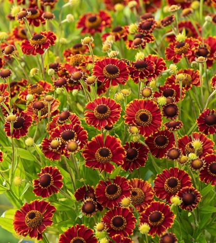 Helenium - Dzielżan Bandera 1 szt.