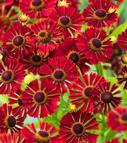 Helenium - Dzielżan Rubinzwerg 1 szt.