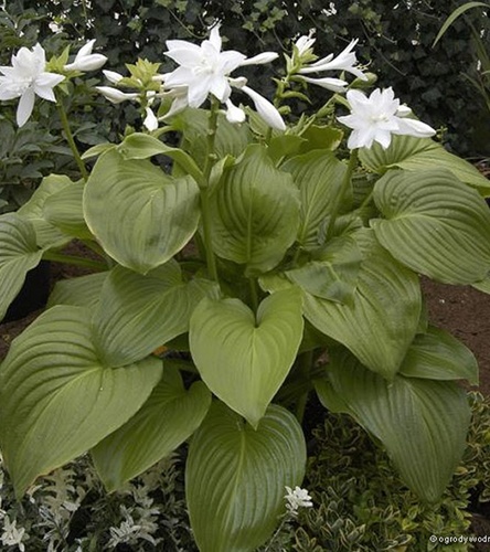 Hosta - Funkia Venus 1 szt.
