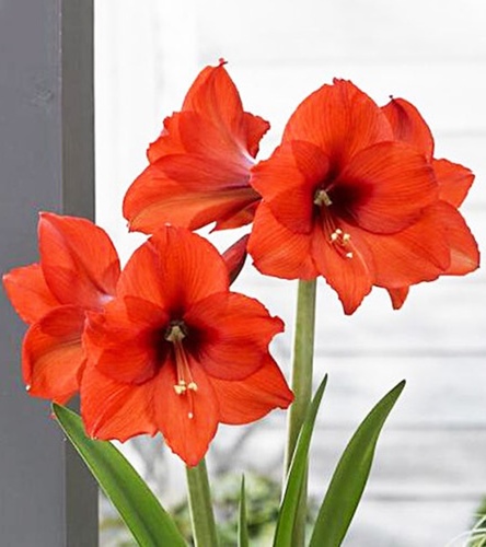 Hippeastrum - Amarylis Prinses Margriet 1 szt.