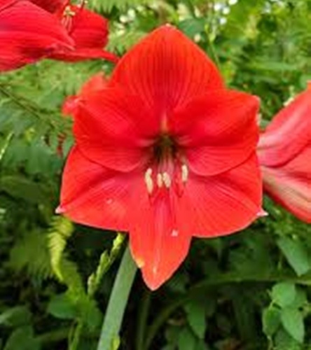Hippeastrum - Amarylis Mastermind 1 szt.