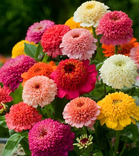 Cynia Skabiozowa 1 g nasiona kwiaty jednoroczne ozdobne