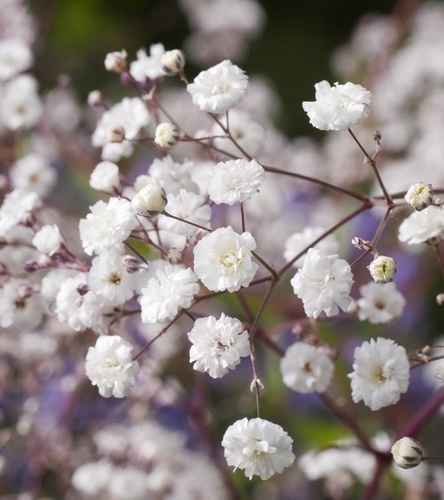 Gipsówka Wiechowata Pełna Biała 0,5 g nasiona wieloletnia