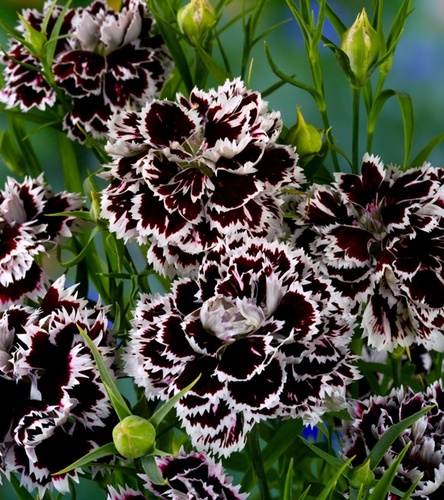 Goździk Chiński Chianti 0,1 g nasiona kwiaty ogrodowe