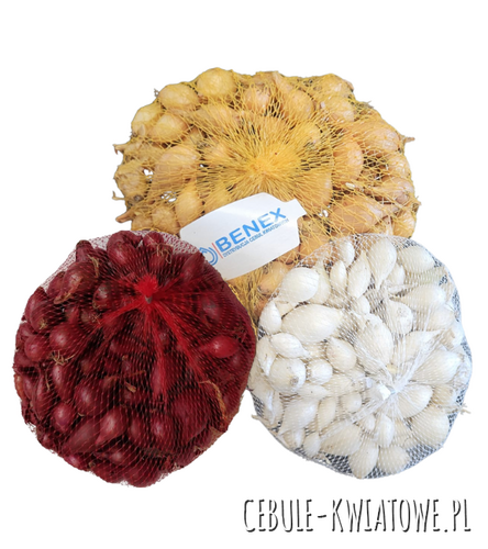 Zestaw cebula dymka 1kg Wolska Karmen Snowbal