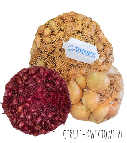 Zestaw cebula dymka 1kg Sturon Red Baron Golden Goumet