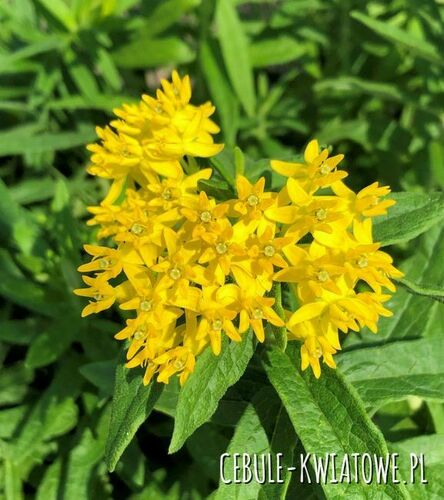 Polianthes Tuberosa - Tuberoza Hello Yellow 1 szt.