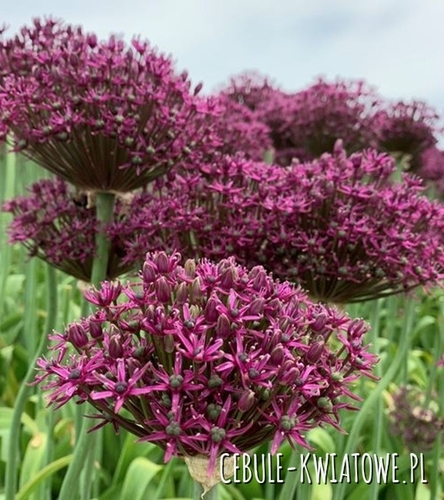 Allium - Czosnek Ozdobny Venus 5 szt.