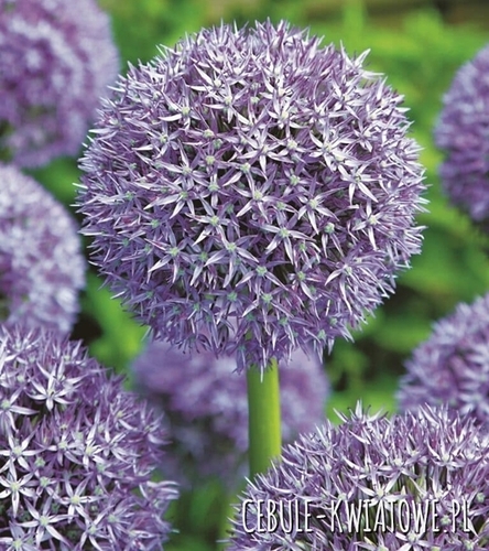 Allium - Czosnek Ozdobny Caila Purple 1 szt.