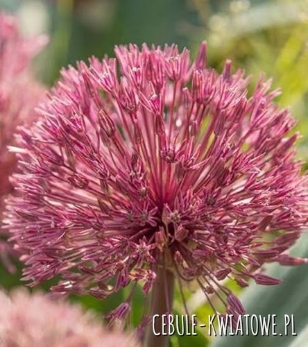 Allium - Czosnek Ozdobny Nevskianum 1 szt.