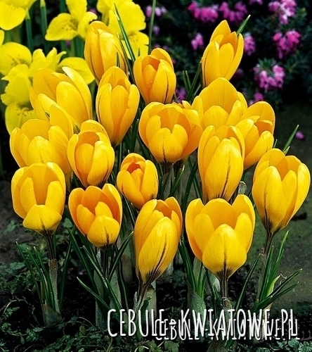 Krokus Wielkokwiatowy Golden Yellow 10 szt.
