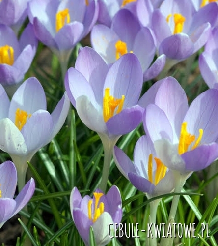 Krokus Wiosenny Rudy Light 10 szt.