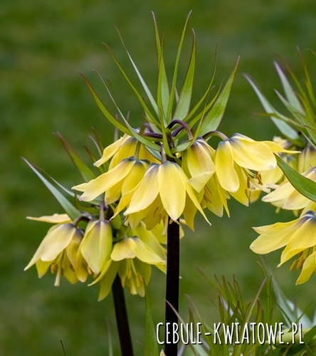 Fritillaria – Szachownica Cesarska Korona Early Sensation 1 szt.