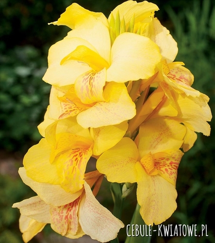 Canna Kanna Paciorecznik Oiseau D'or 1 szt.