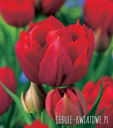Tulipan Pełny Red Princess 5 szt.