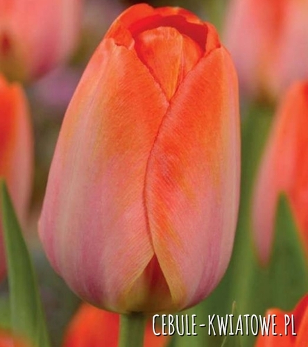 Tulipan Darwina Orange Van Eijk 5 szt.