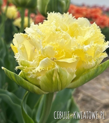 Tulipan Pełny Strzępiasty Vanilla Dance 5 szt.