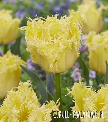 Tulipan Strzępiasty Fringed Lady 5 szt.
