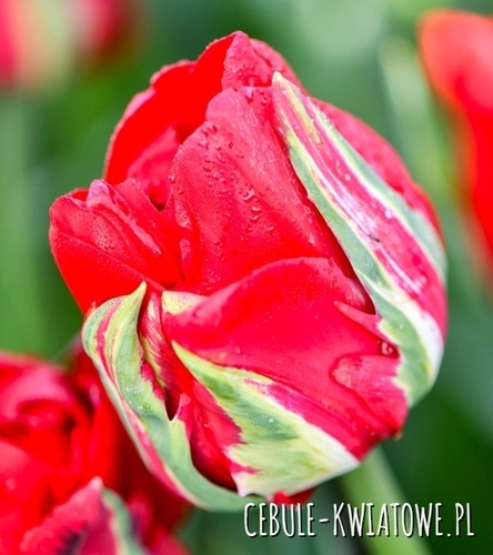 Tulipan Triumph Ice D’amour 5 szt.