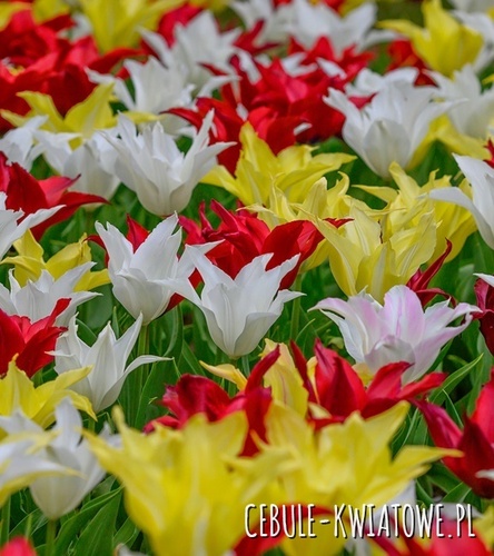 Tulipan Liliokształtny Tres Chic Festival 5 szt.