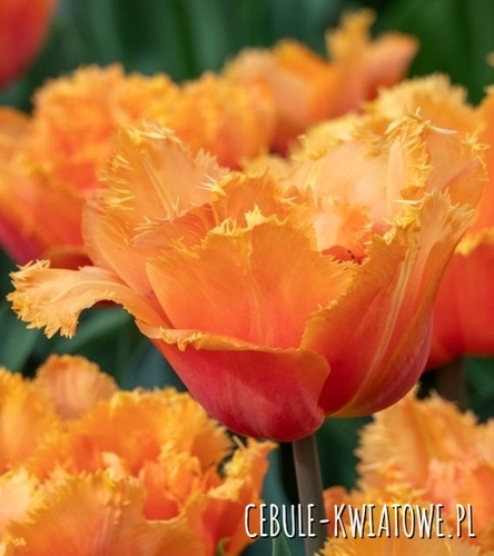 Tulipan Strzępiasty Orange Passion 5 szt.
