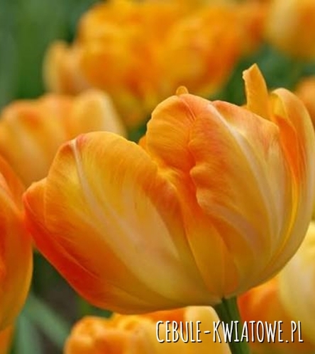 Tulipan Pełny Summer Sun  5 szt.