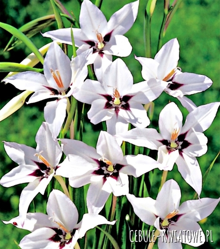 Acidanthera Mieczyk Abisyński 50 szt.