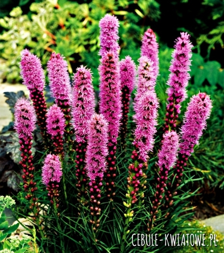 Liatris Spicata Liatra Fioletowa 50 szt.