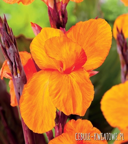 Canna Kanna Paciorecznik Jivago 1 szt.