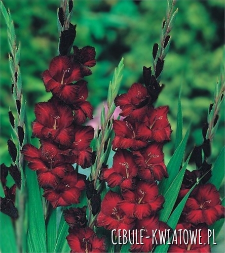 Gladiolus Mieczyk Bordowy 50 szt.