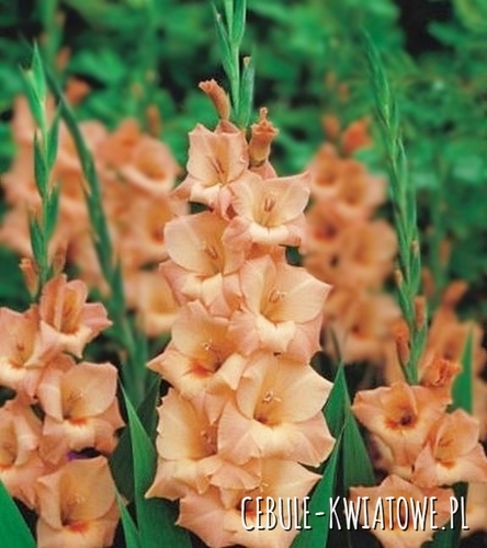 Gladiolus Mieczyk Łososiowy 30 szt.