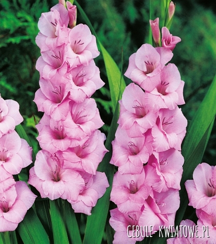 Gladiolus Mieczyk Różowy 50 szt.