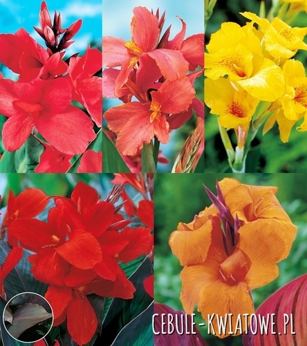 Zestaw Canna Paciorecznik 3 I wybór