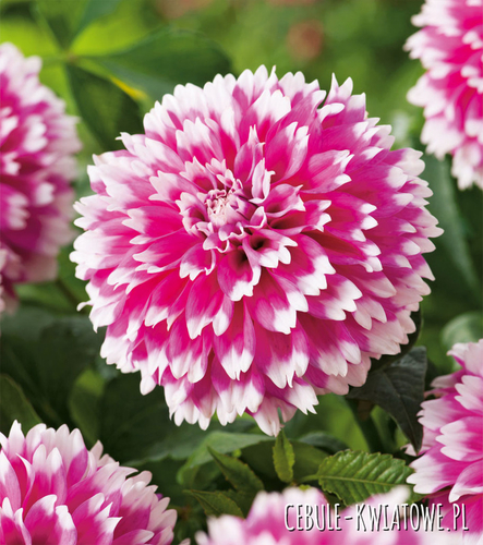 Dalia Strzępiasta Fuzzy Wuzzy 1 szt.