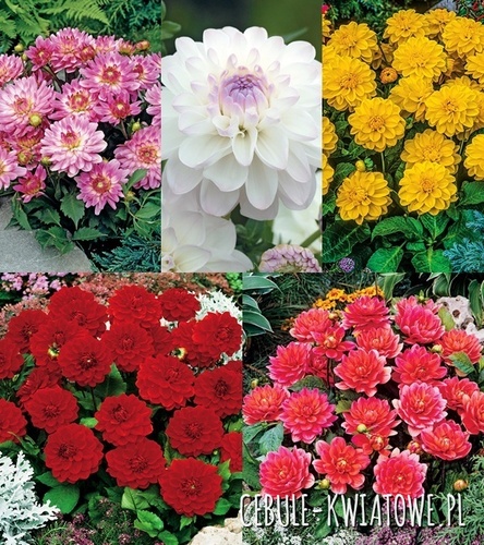 Zestaw Dalia Dekoracyjna Niska 6 I wybór