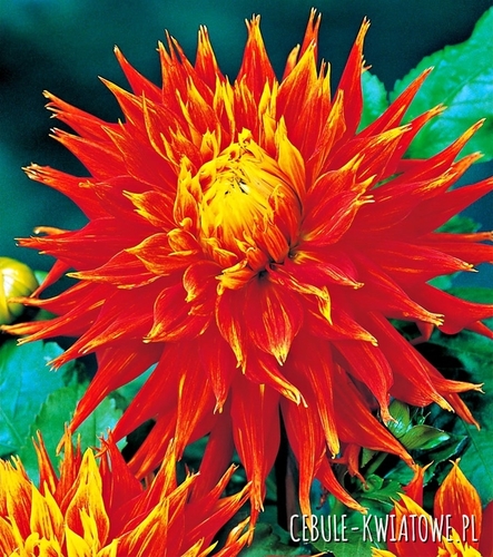 Dalia Strzępiasta Show N Tell 1 szt.