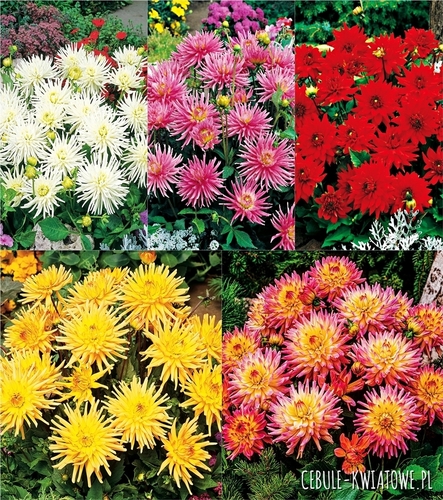 Zestaw Dalia Kaktusowa Niska I wybór